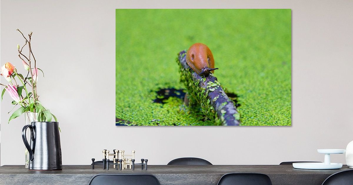 slak op canvas behang en meer bestellen